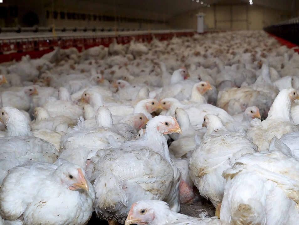 Chicken_1