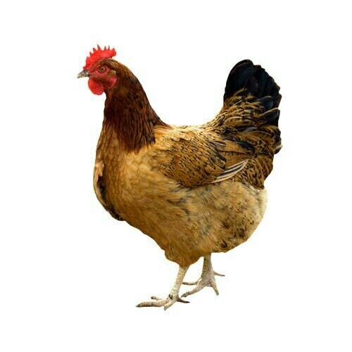 Chicken_3