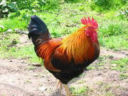 Chicken