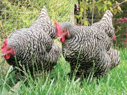 Chicken