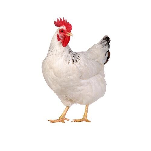 Chicken_6