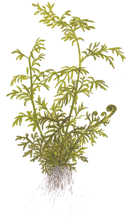 554 - Ceratopteris siliquosa