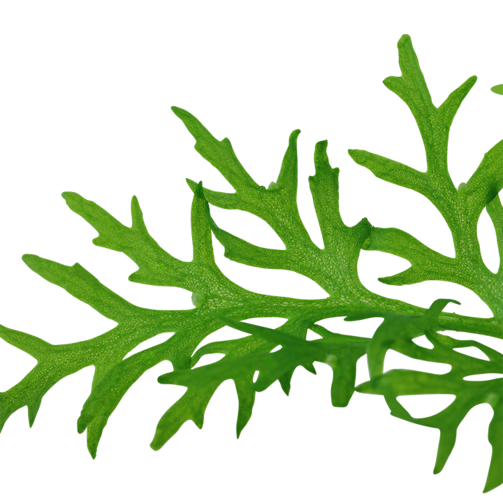 554 - Ceratopteris siliquosa_1