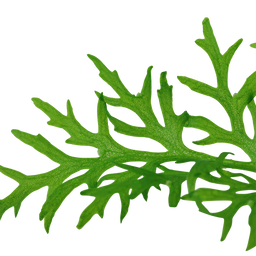 554 - Ceratopteris siliquosa