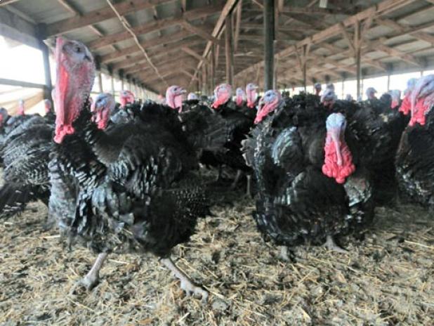 Turkey_2