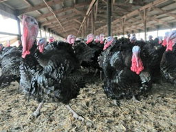 Turkey