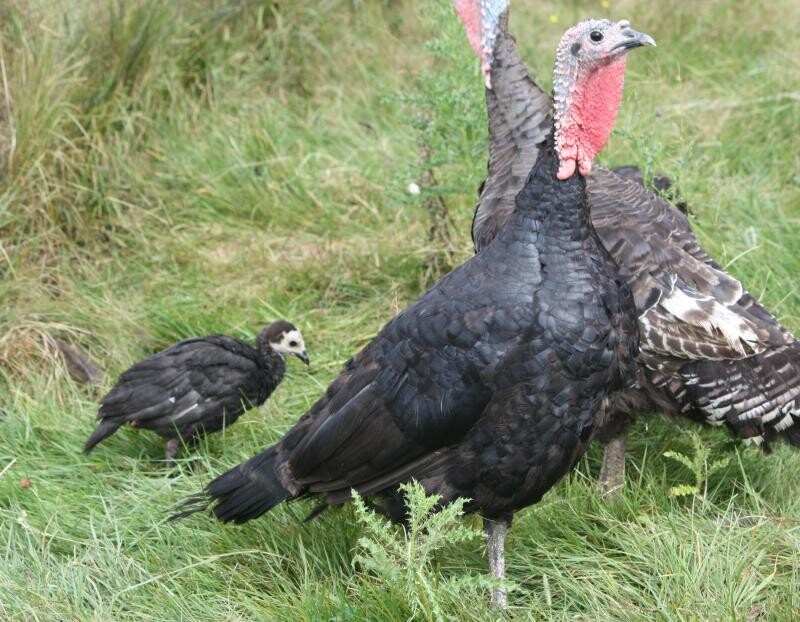 Turkey_0