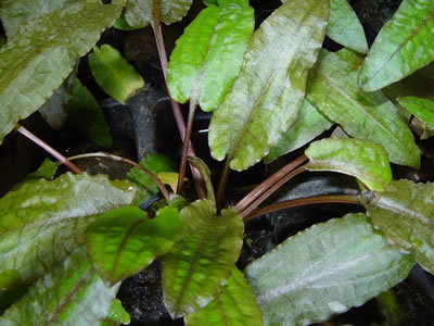 559 - Cryptocoryne wendtii (long)_1