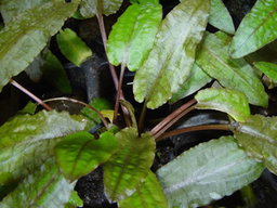 559 - Cryptocoryne wendtii (long)