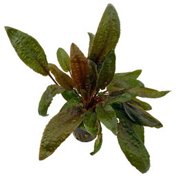 559 - Cryptocoryne wendtii (long)