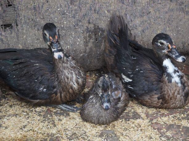 Duck (Embaata)_0