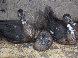 Duck (Embaata)