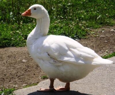 Geese_0