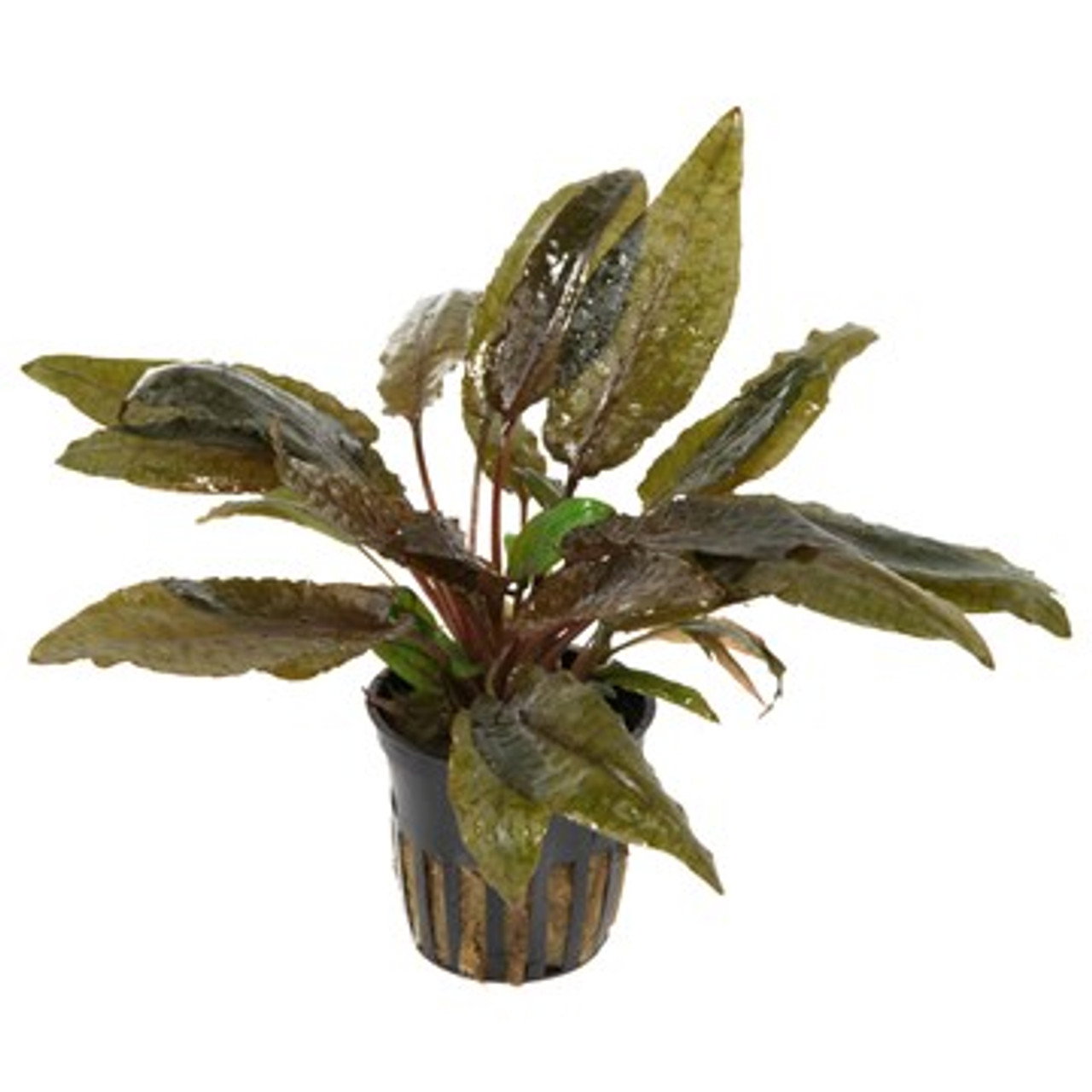 560 - Cryptocoryne wendtii (brown)_0
