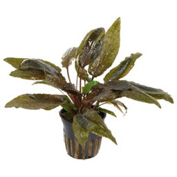 560 - Cryptocoryne wendtii (brown)