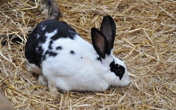 Rabbits