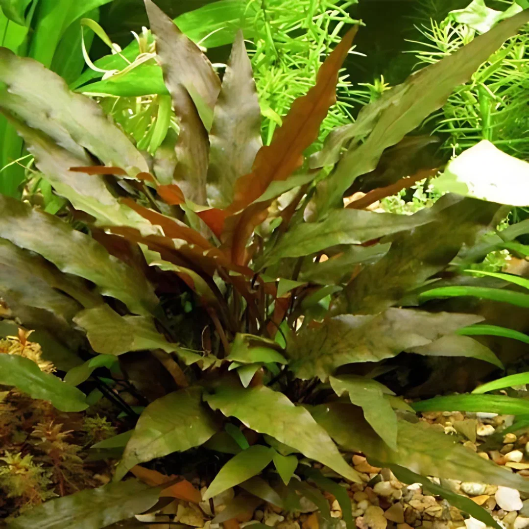 560 - Cryptocoryne wendtii (brown)_1