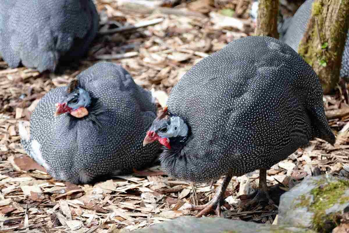 Guinea Folk_0