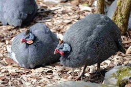 Guinea Folk