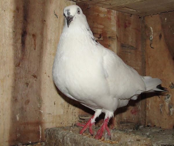 Pigeon