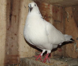 Pigeon