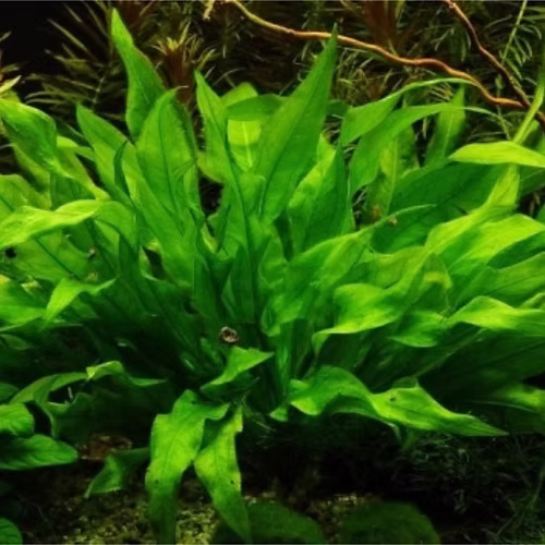 572 - Echinodorus paniculatus (Amazon Sword)_1