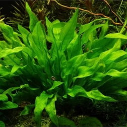 572 - Echinodorus paniculatus (Amazon Sword)