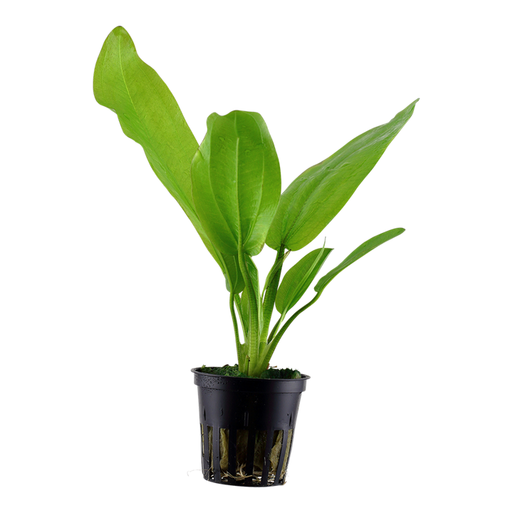 573 - Echinodorus Cordifolius_0