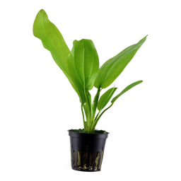 573 - Echinodorus Cordifolius