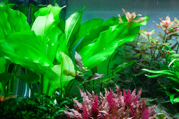 573 - Echinodorus Cordifolius