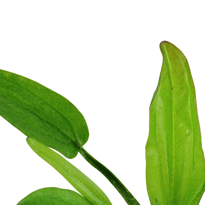573 - Echinodorus Cordifolius_1