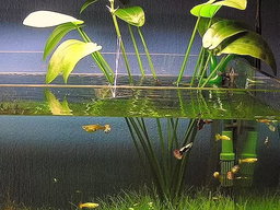 574 - Echinodorus grandiflorus