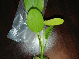 574 - Echinodorus grandiflorus