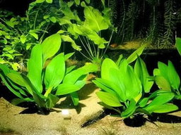 574 - Echinodorus grandiflorus