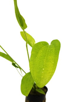 576 - Echinodorus radicans (Amazon swords)