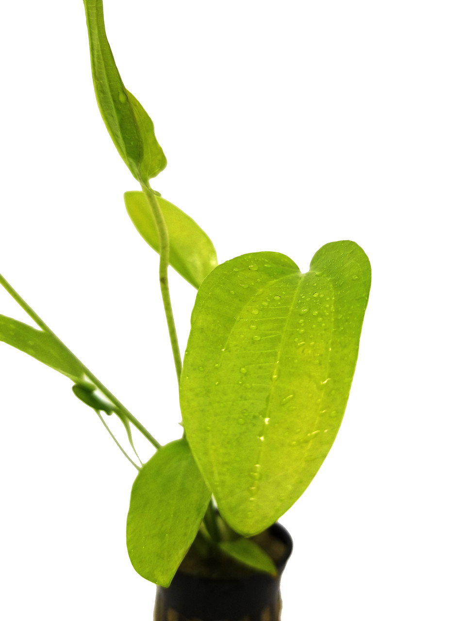 576 - Echinodorus radicans (Amazon swords)_2