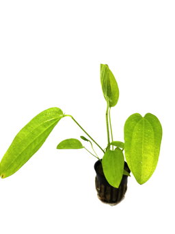 576 - Echinodorus radicans (Amazon swords)