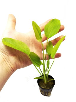 576 - Echinodorus radicans (Amazon swords)