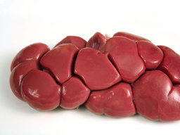 Kidney