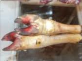 Hoof (Kigere)