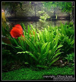 577 - Echinodorus maior martii (Ruffle Sword)