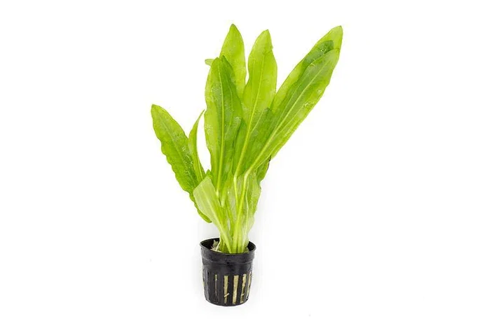 577 - Echinodorus maior martii (Ruffle Sword)_0