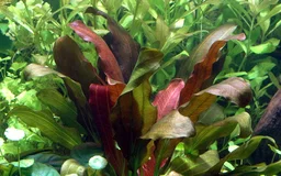 579 - Echinodorus osiris rubra (Red Amazon sword)