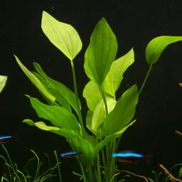 580 - Echinodorus palaefolius (Mexican sword)