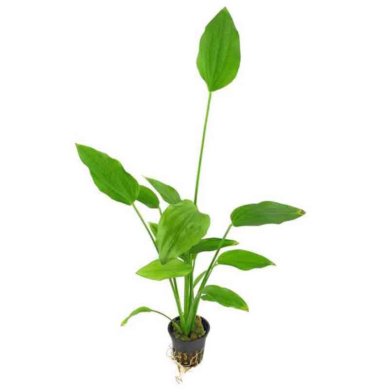 580 - Echinodorus palaefolius (Mexican sword)