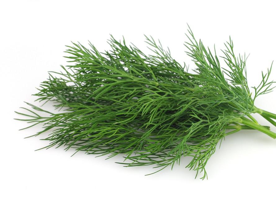 Dill_0