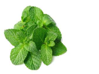 Mint Leaves