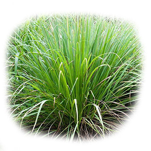 Lemon Grass_0