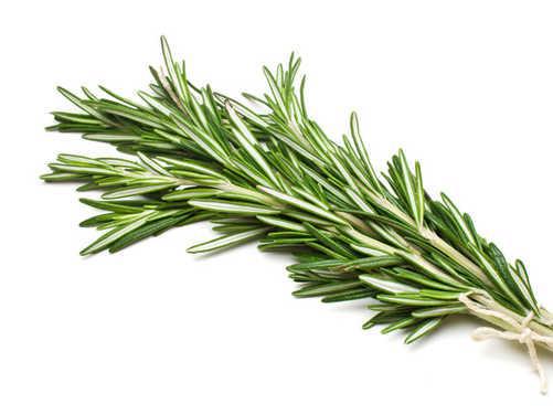 Rosemary_0