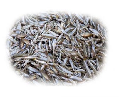 Silver Fish (Mukene)